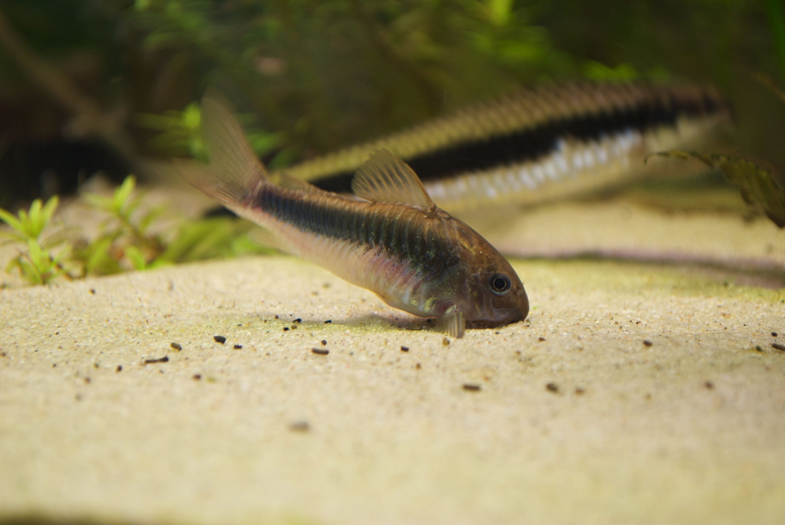 CORYDORAS AENEUS BRONCE 2.5-3 CM - Image 2