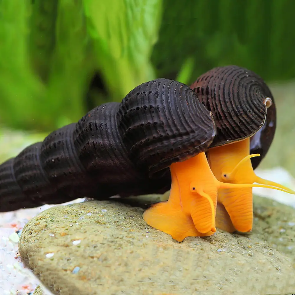 CARACOL SULAWESI LARANJA