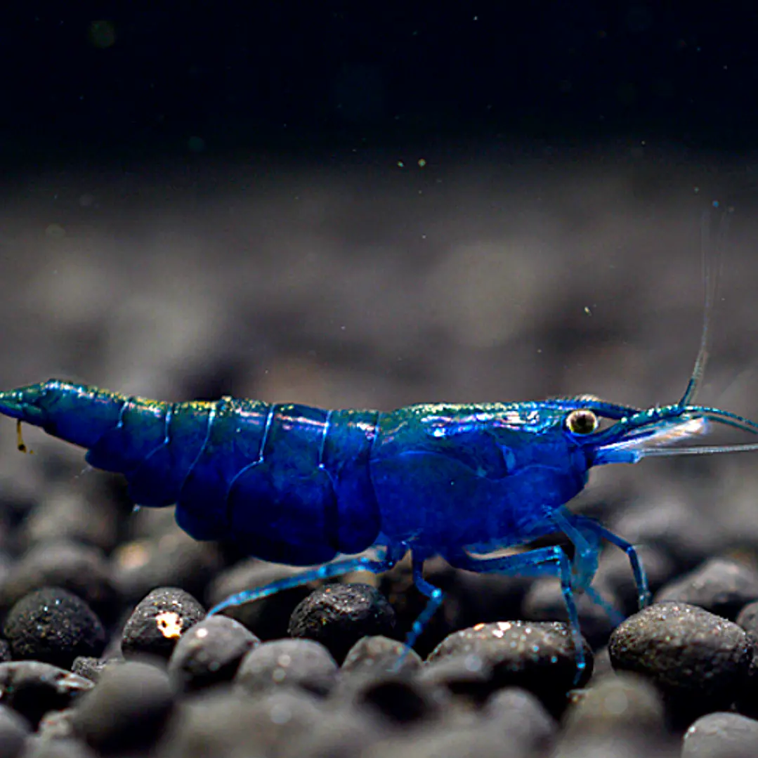 CAMARÃO AZUL DIAMANTE 1-1.5 CM