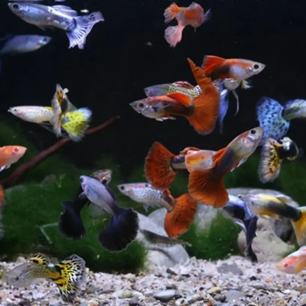 GUPPY MACHO SURTIDO 3-3.5  CM BSF