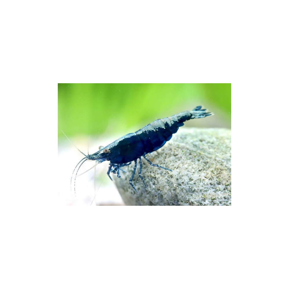 CAMARÃO AZUL DIAMANTE 1-1.5 CM - Image 2