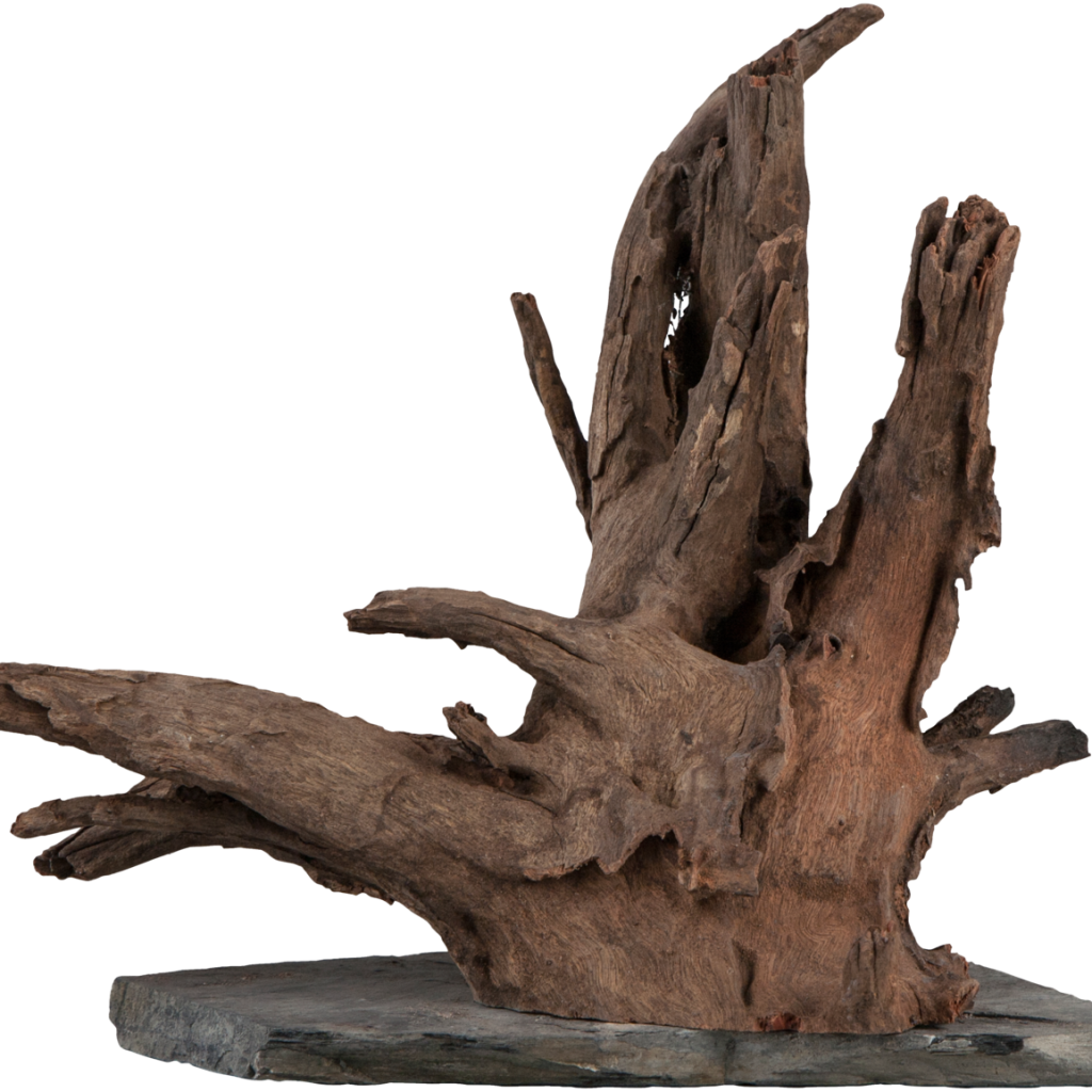 Raiz natural sera Scaper Wood L com base de ardósia, imagem representativa