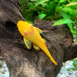 ANCISTRUS ALBINO 3-3.5 CM