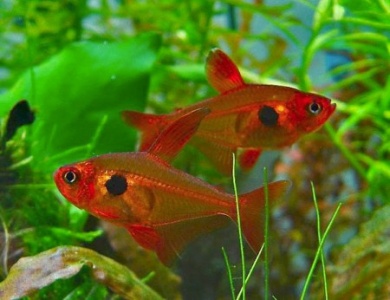 TETRA FANTASMA VERMELHO 2.5-3 CM