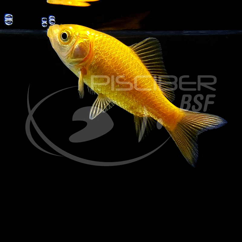 COMETA AMARELO 4-7 CM