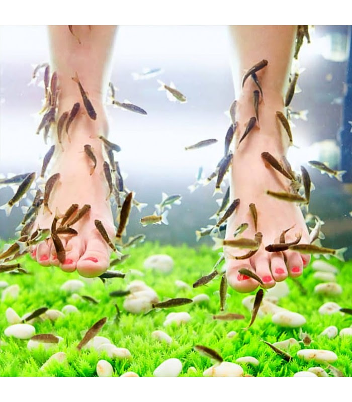 Garra Rufa 150 Unidades - Peixe médico / Doctor Fish