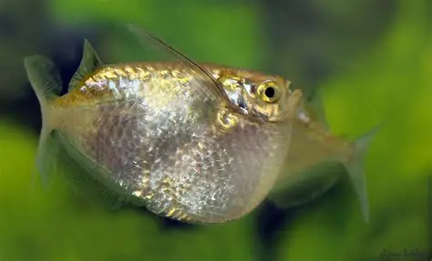 PEIXE MACHADO THORACOCHARAX 2-2.5 CM