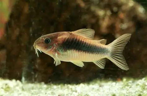 CORYDORAS AENEUS BRONCE 2.5-3 CM