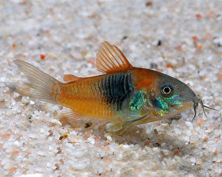 CORYDORAS VENEZUELA ORANGE 2-2.5 CM