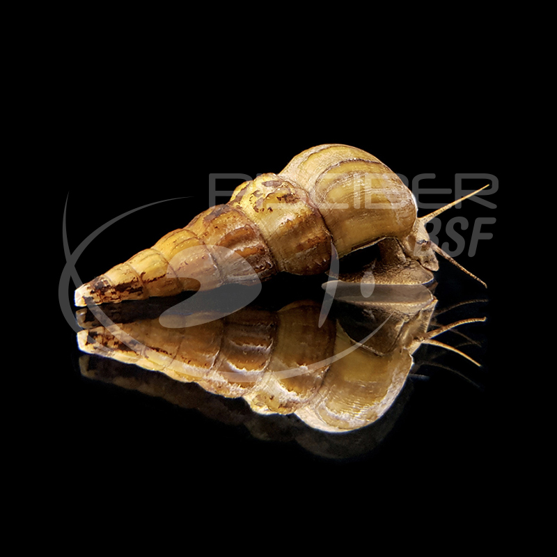 CARACOL SULAWESI AMARELO