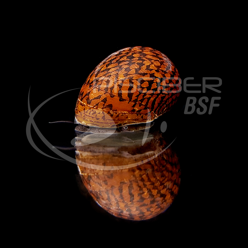 CARACOL TIGRE