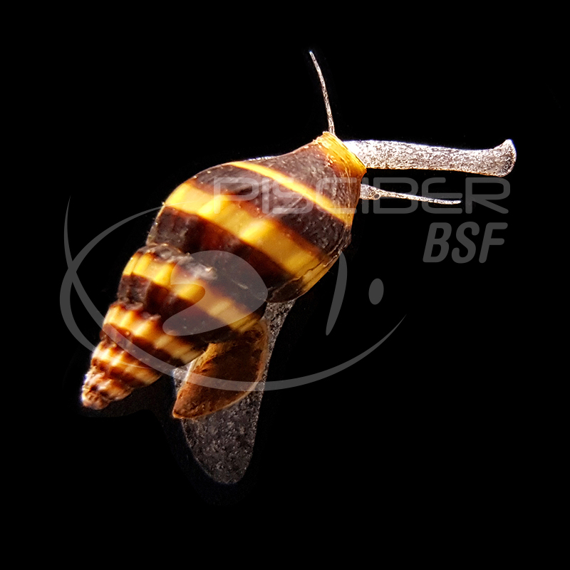 CARACOL HELENA "ASSASSINO
