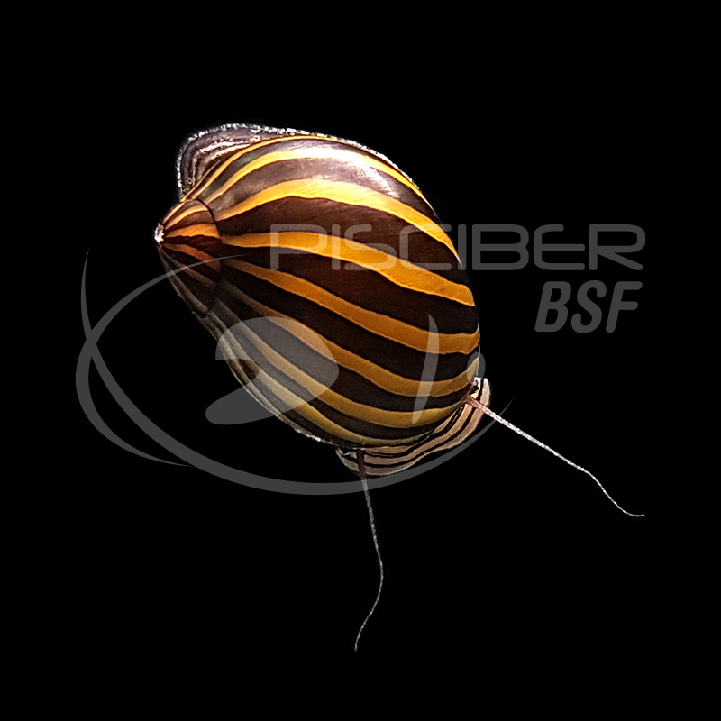 CARACOL ZEBRA