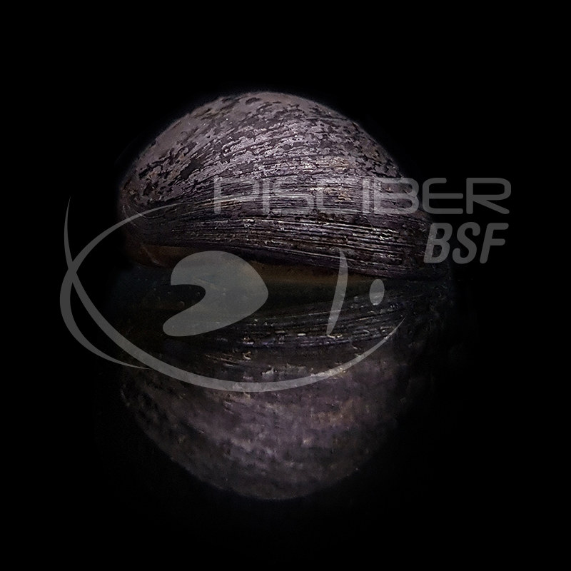 CARACOL CASCO MILITAR
