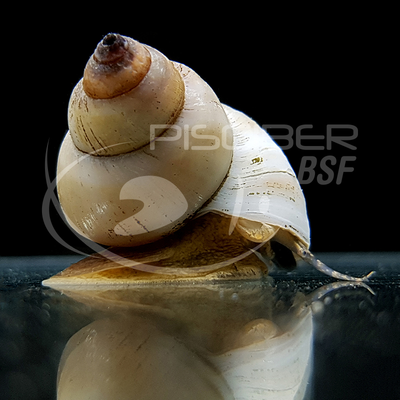 CARACOL MAGO BRANCO