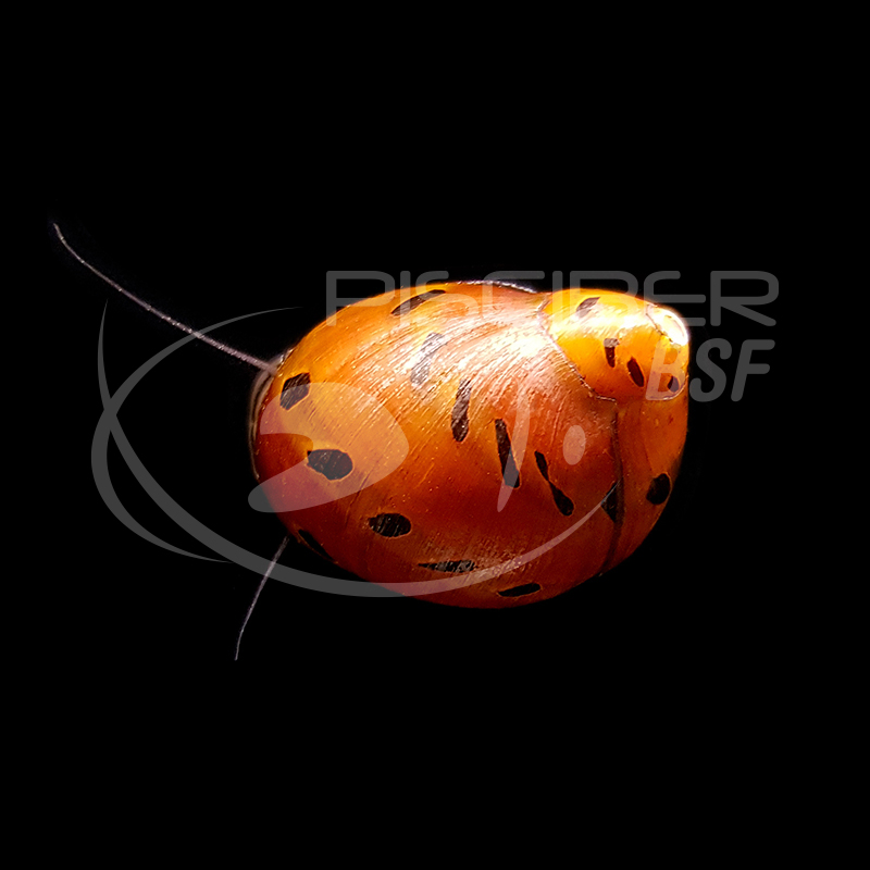 CARACOL RED SPOTTED