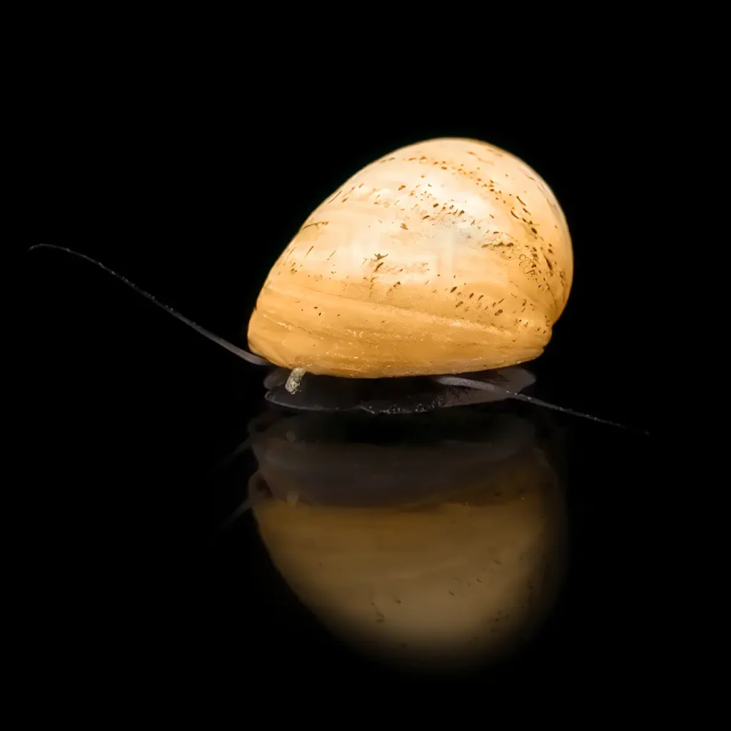 CARACOL CASCO MILITAR DORADO