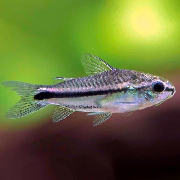 CORYDORAS PIGMEA 1.5-2 CM