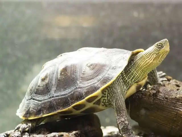 TARTARUGA OCADIA (MAUREMYS SINENSIS)