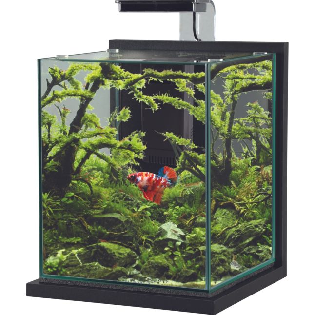 Nano aquário Zolux Jalaya XL cinzento antracite de 18,7 L; decoração e animal ilustrativos