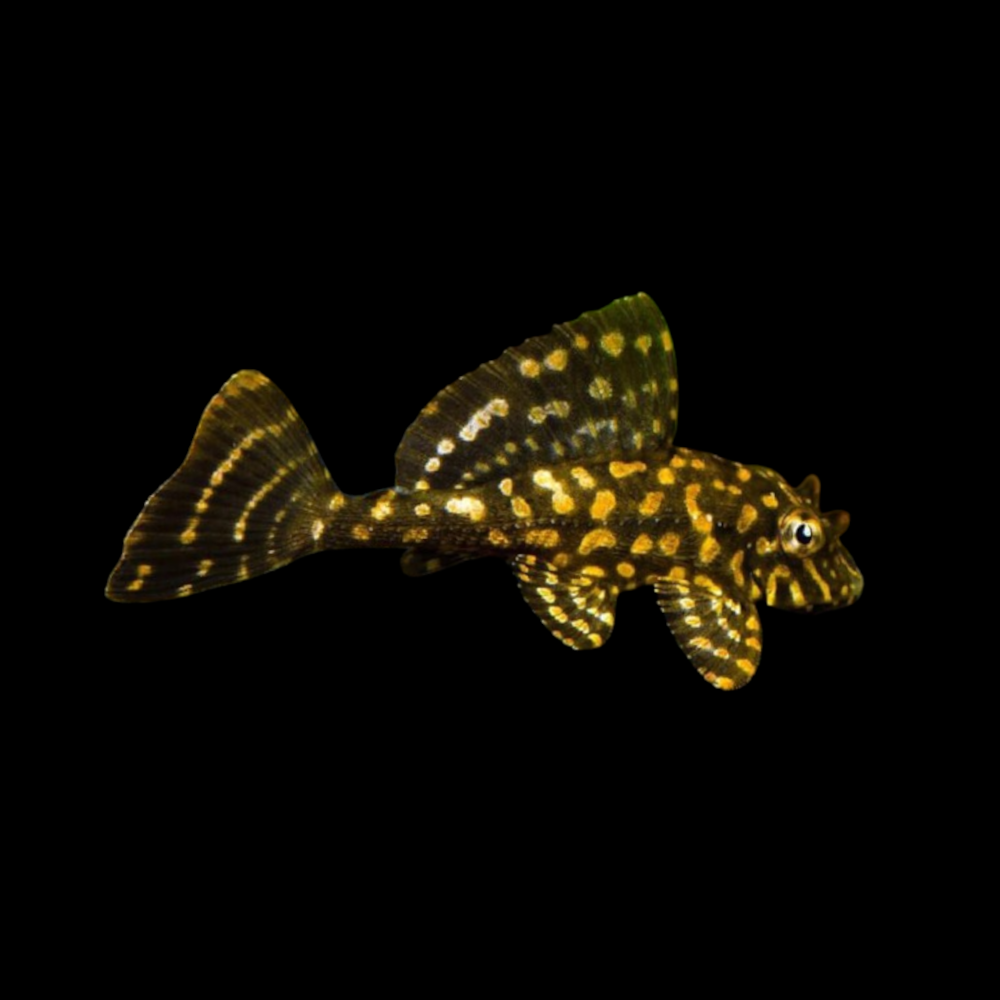 PLECOSTOMUS LARANJA MARMORE 4-5 CM