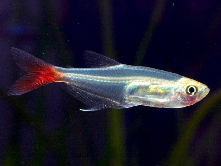 Tetra Cristal de cauda vermelha 3-3.5 CM - Image 2