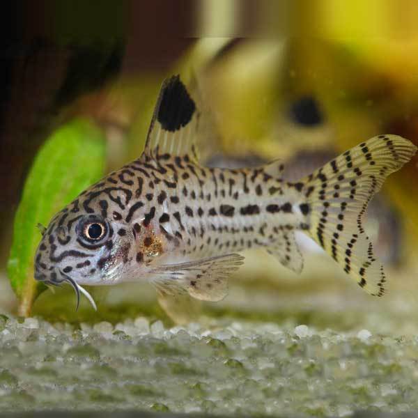 CORYDORAS JULII 2.5-3 CM