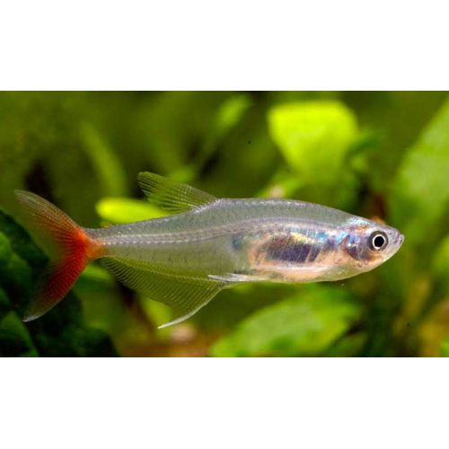 Tetra Cristal de cauda vermelha 3-3.5 CM