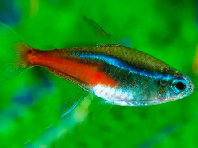 NEON INNESI 1.8-2 CM BSF