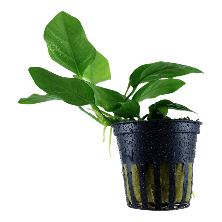 Anubias barteri var. nana Tropica em vaso