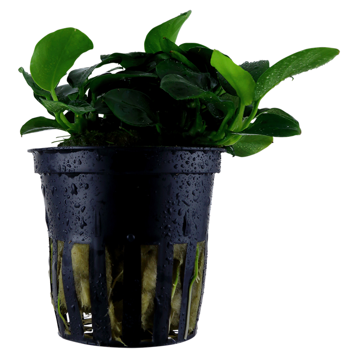 Anubias barteri Petite Tropica em vaso