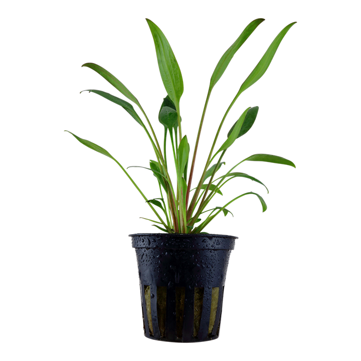 Cryptocoryne x willisii Tropica em vaso