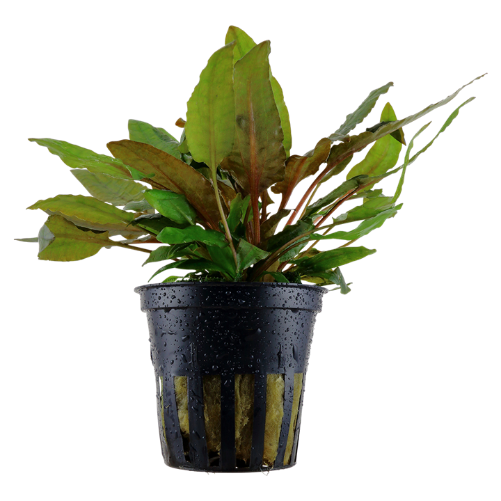 Cryptocoryne wendtii Tropica em vaso
