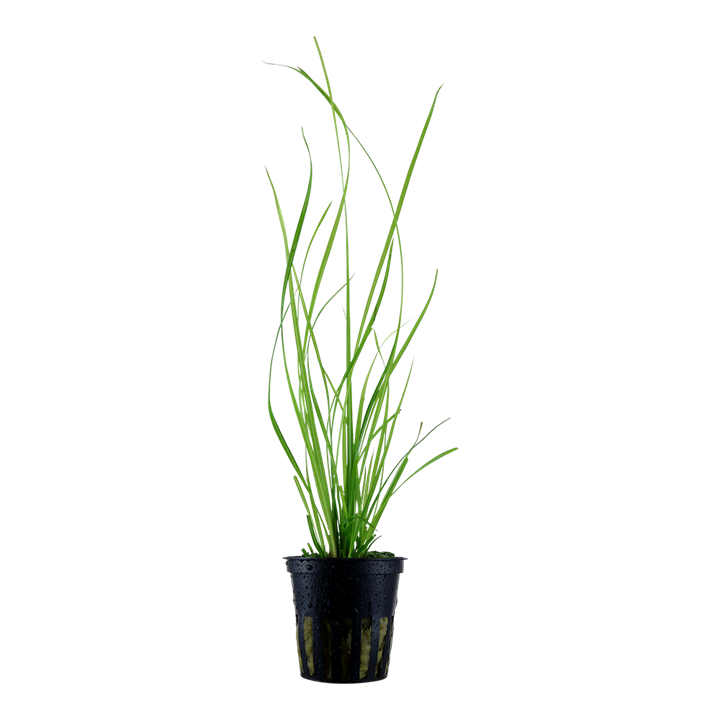 Tropica Cyperus helferi 133A, planta aquática em vaso
