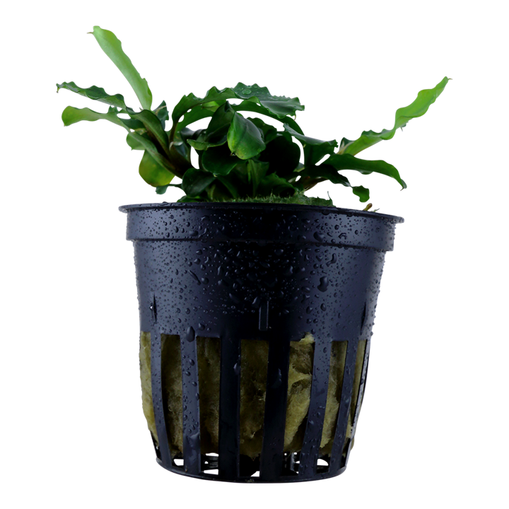 Tropica Bucephalandra pygmaea Bukit Kelam, planta em vaso referência 139