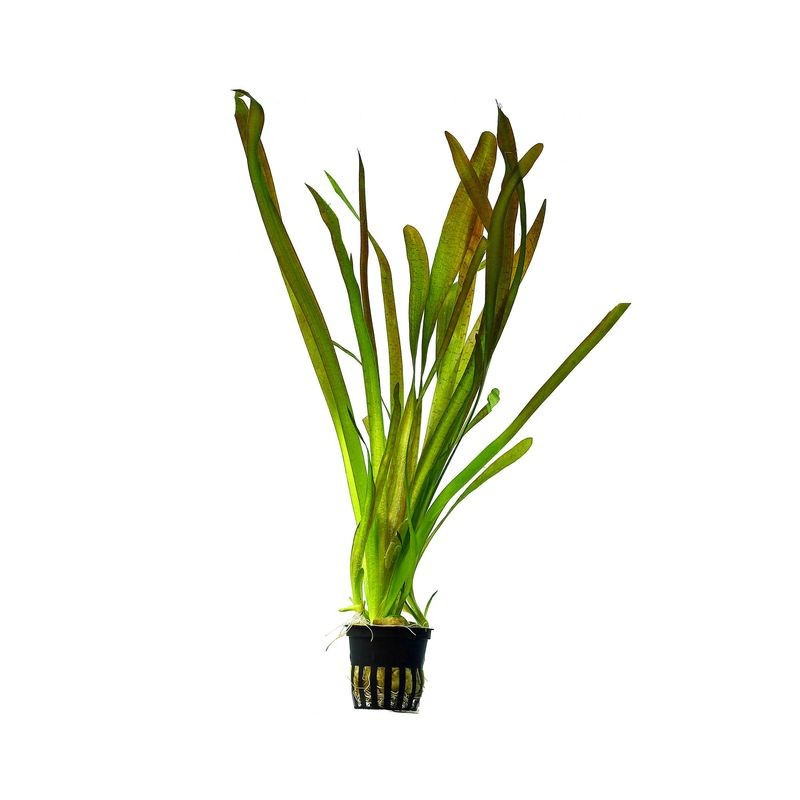 Vallisneria 'Gigantea'