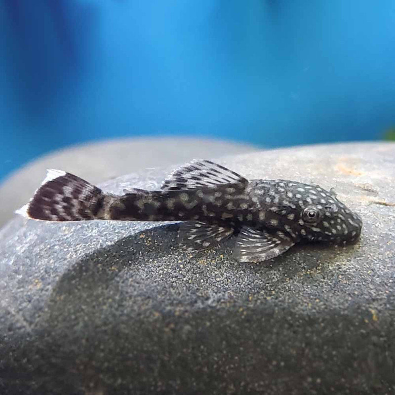 ANCISTRUS 2.5-3 CM
