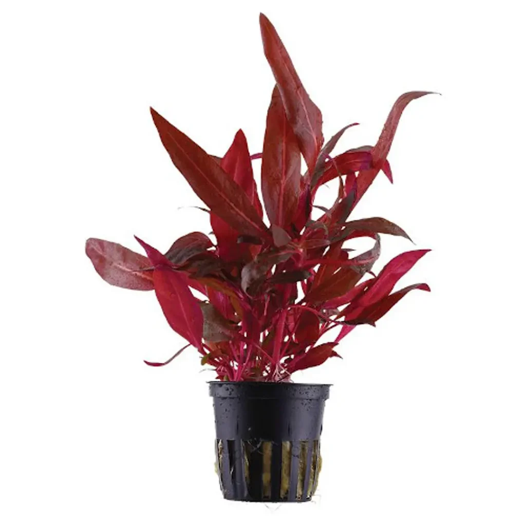 Alternanthera cardinalis double red