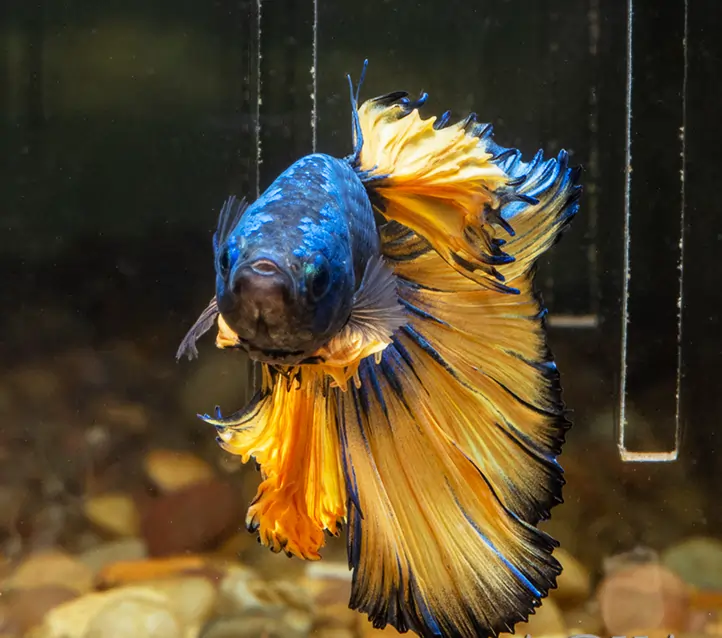 BETTA MACHO HALFMOON MUSTARD GAS 6-7 CM