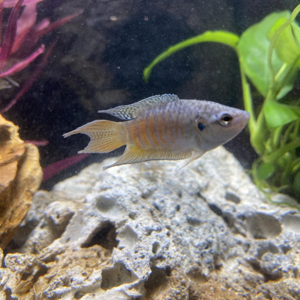 PEIXE PARAISO AZUL 4-5 CM
