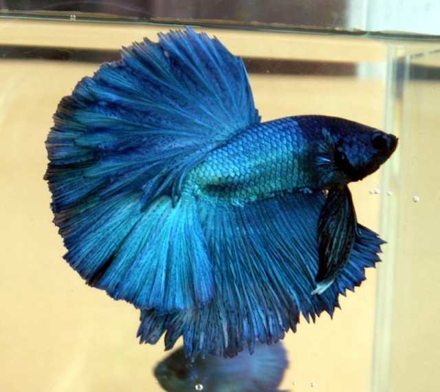BETTA MACHO HALFMOON BLACK TURQUOISE 6-7 CM