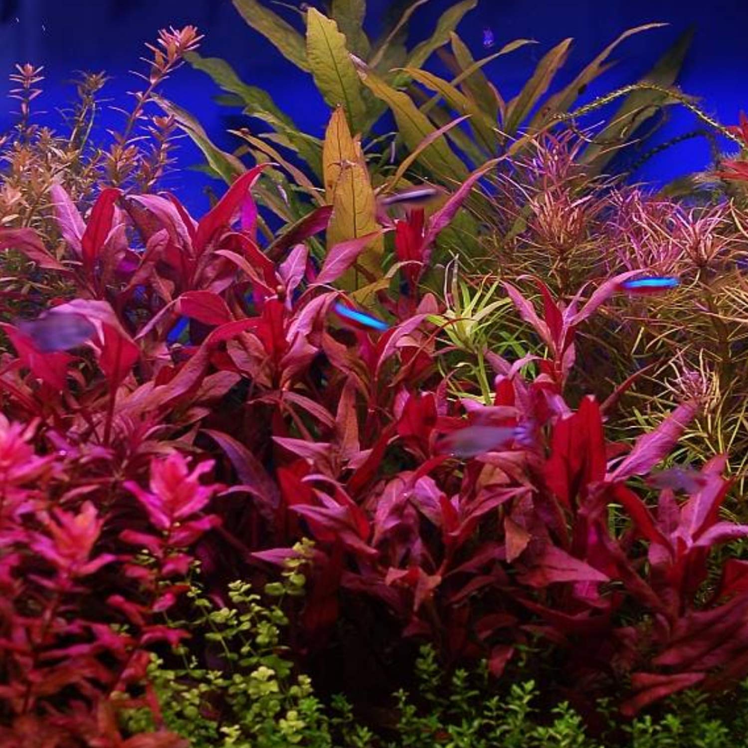 Alternanthera lilachina - Image 2