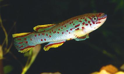 KILLI APHYOSEMION GARDNERI 3.5-4 CM