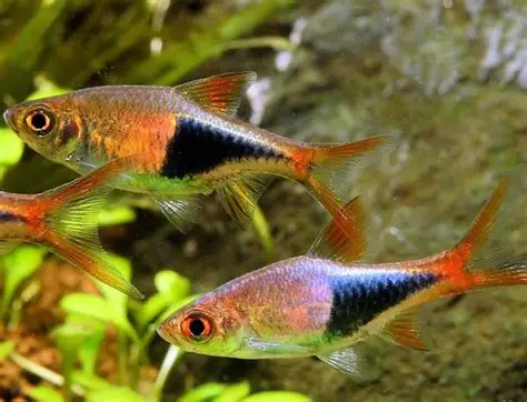 RASBORA ARLEQUIN PURPURA BRILLIANT HEAD 1.8-2 CM - Image 2
