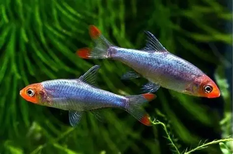SAWBWA RESPLENDENS 2.5-3 CM