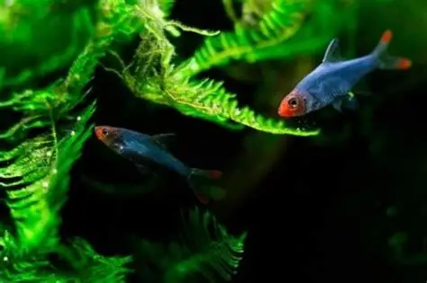 SAWBWA RESPLENDENS MACHO 3-3.5 CM
