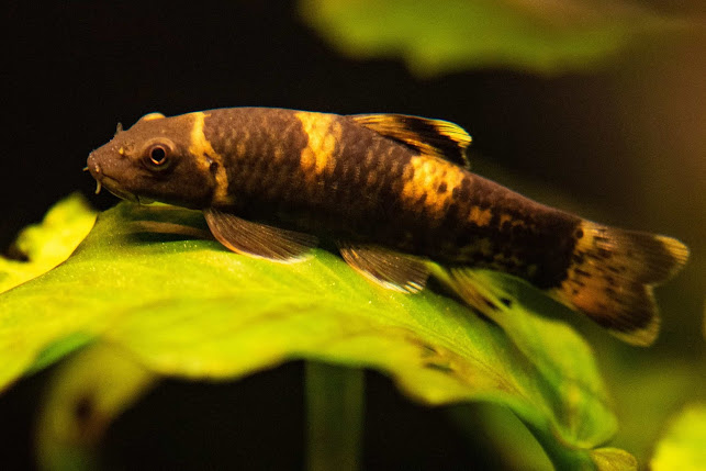 GARRA FLAVATRA PANDA 2.5-3 CM (COME ALGAS)