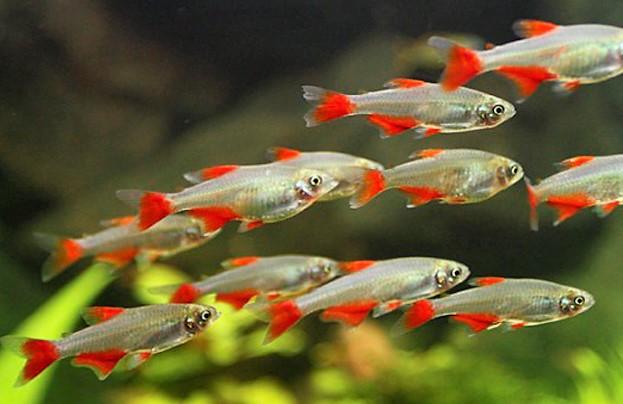 TETRA CRISTAL COLA VERMELHA 3-3.5 CM - Image 2