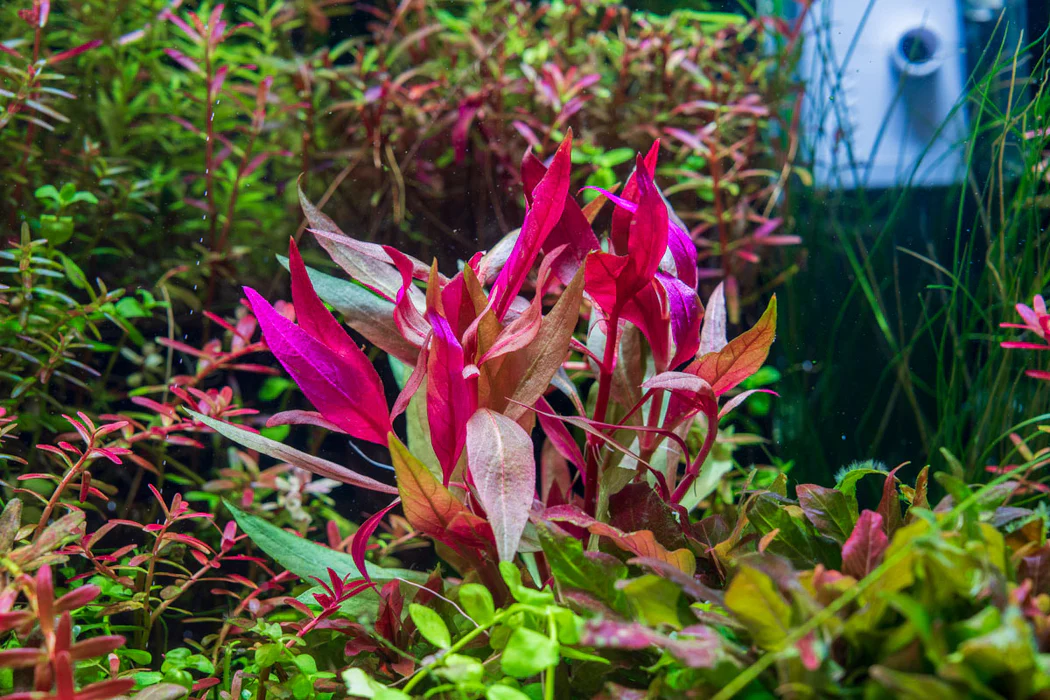 Alternanthera lilachina - Image 3