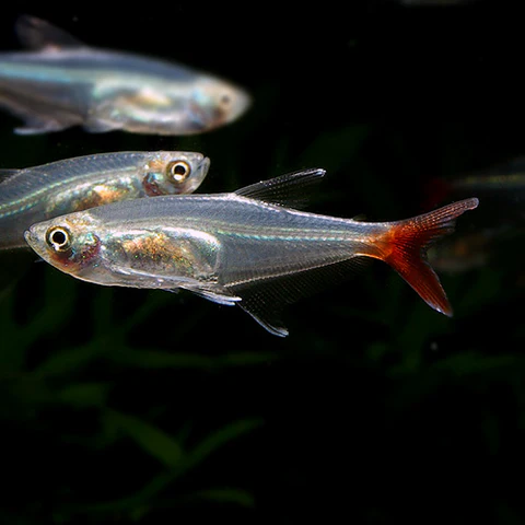 TETRA CRISTAL COLA VERMELHA 3-3.5 CM